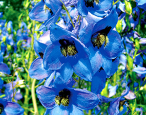 Bild eines blauen Rittersporns in voller Blüte